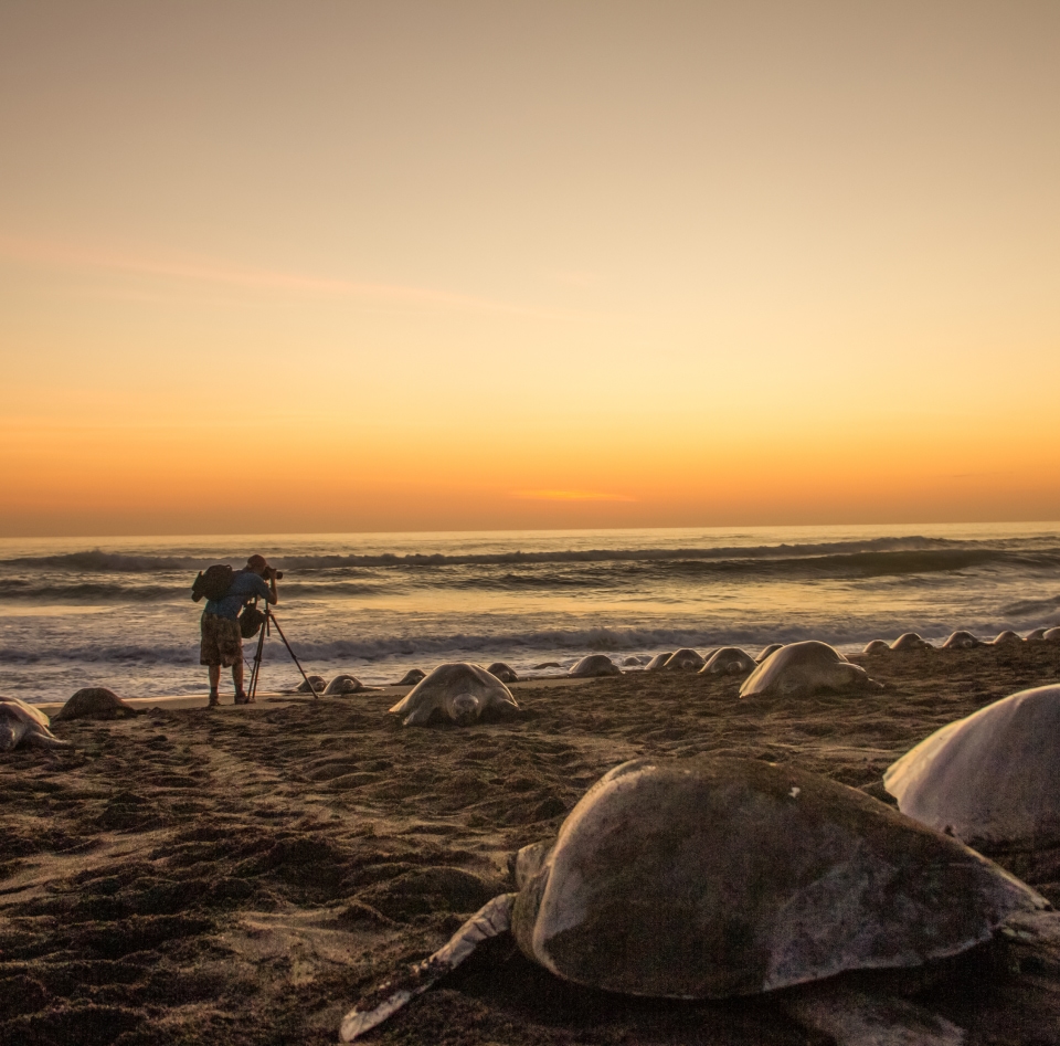 Gianca fotografiando tortugas